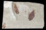 Cretaceous Fossil Fishes (Ctenothrissa & Hemisaurida) - Lebanon #173158-1